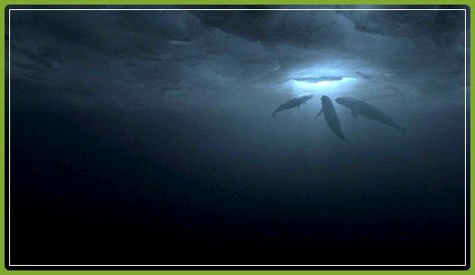 big-miracle-movie-review