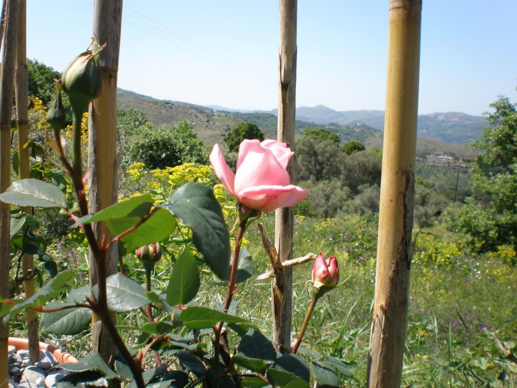 colombian climber photo P5110055.jpg