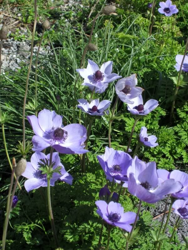  photo feb2013025_zpsdd5a3ed7.jpg