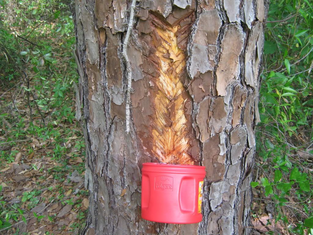Tapping A Pine Tree For Liquid Sap Photo by erunkis Photobucket