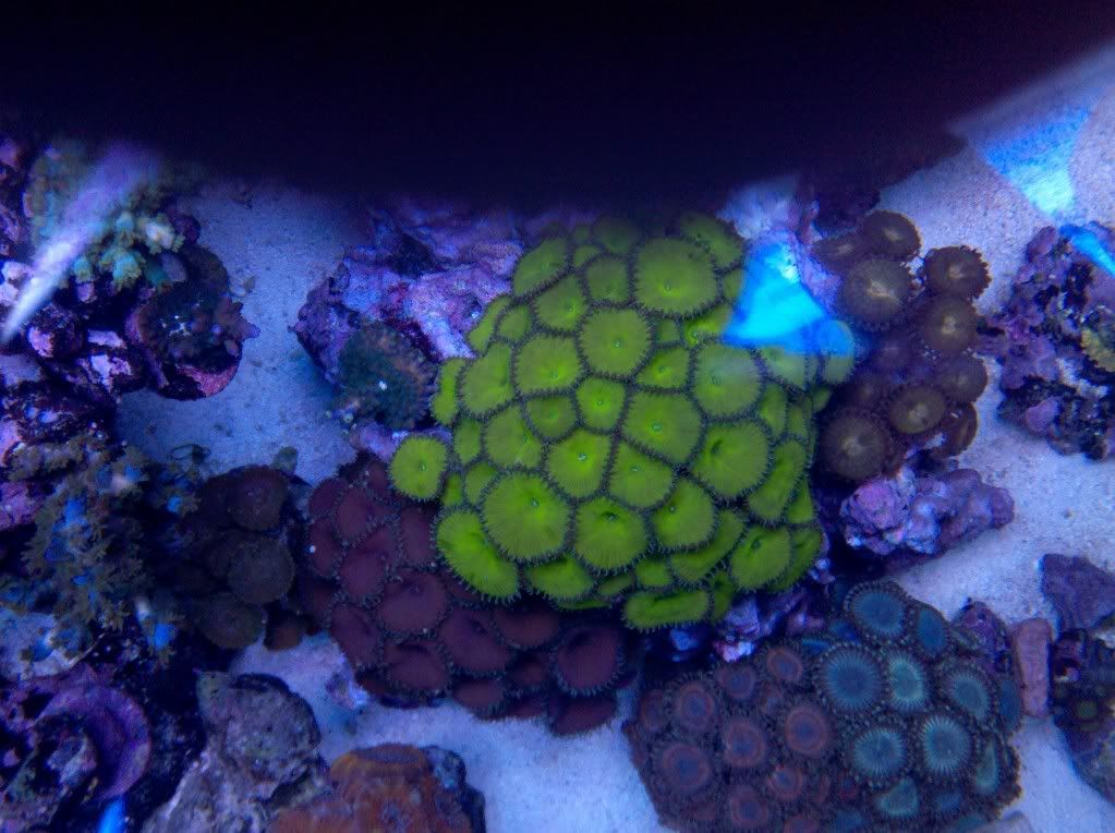 zoa1.jpg