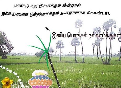 thai pongal date