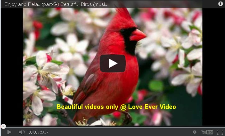 Amazing , Incredible Videos @ www.loveever.org