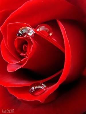 FLOWERS Pictures, Images and Photos