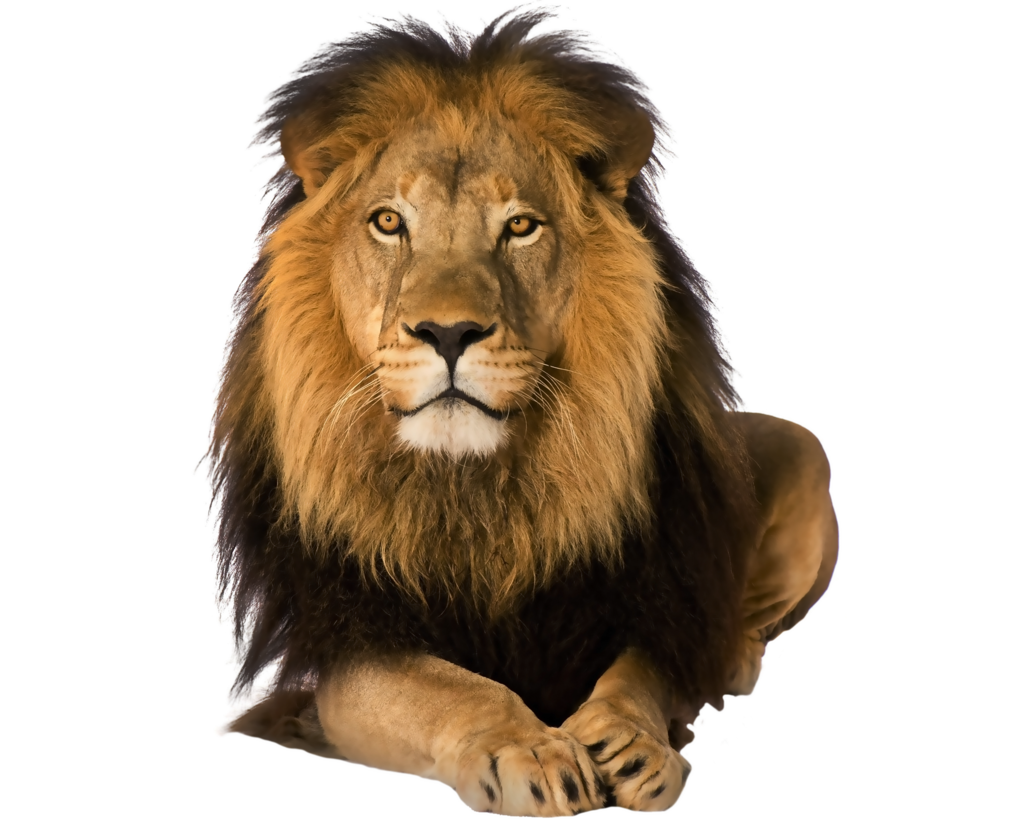  photo Lion_Png_03_zpst5anfnvd.png