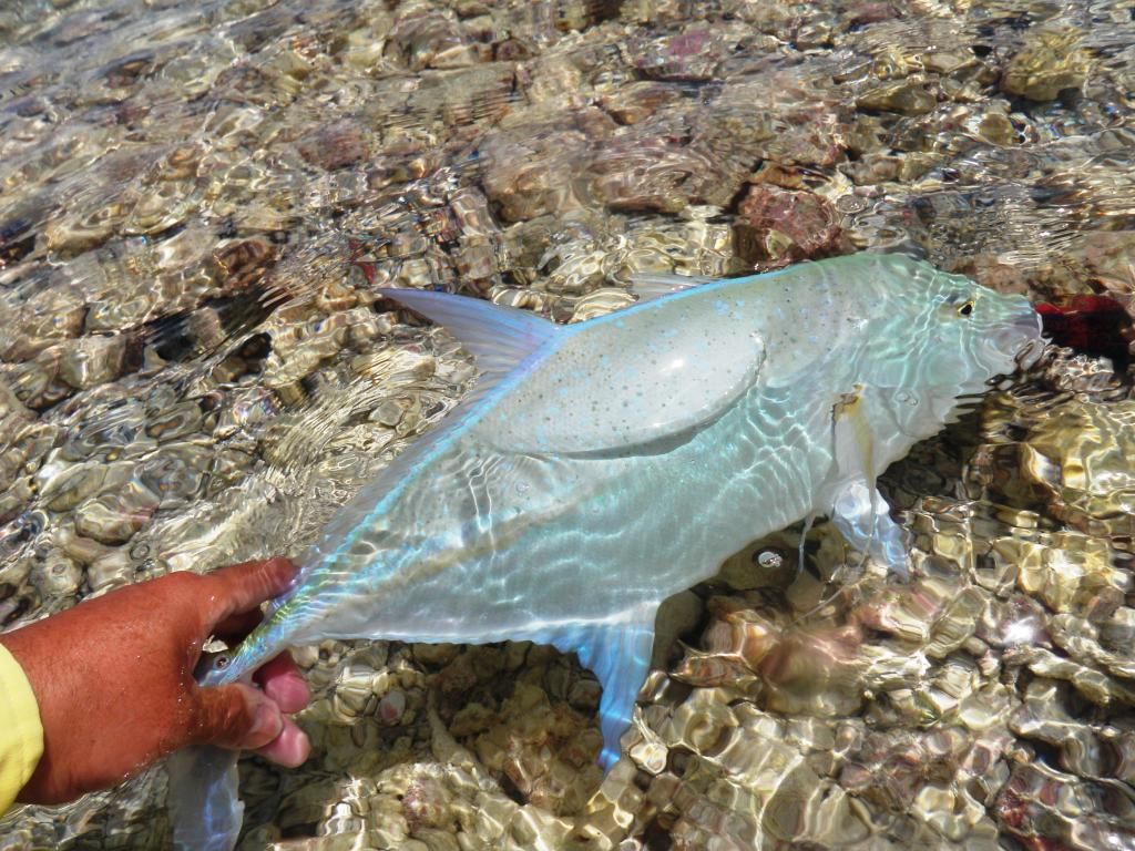 http://i567.photobucket.com/albums/ss117/livetoofish/12-bluetrevally.jpg