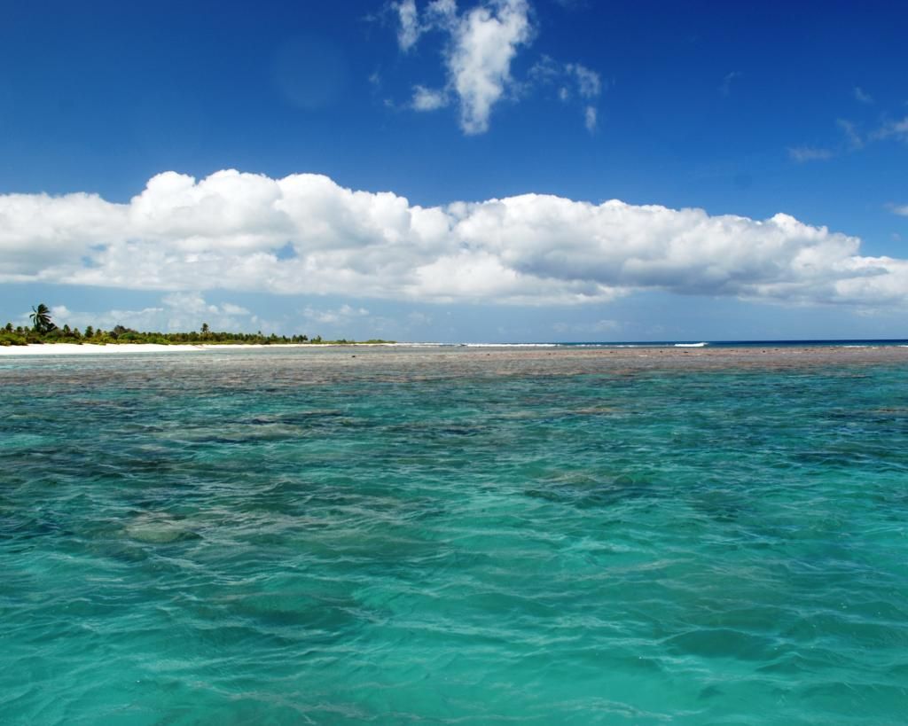 http://i567.photobucket.com/albums/ss117/livetoofish/13-coralhead.jpg