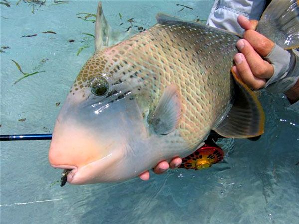 http://i567.photobucket.com/albums/ss117/livetoofish/14-triggerfish.jpg
