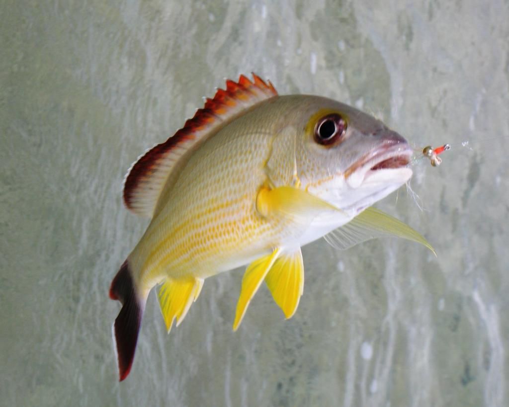 http://i567.photobucket.com/albums/ss117/livetoofish/20-snapper.jpg