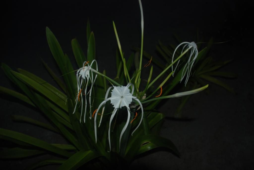 http://i567.photobucket.com/albums/ss117/livetoofish/25-plant.jpg