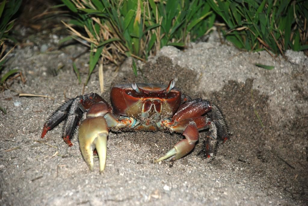 http://i567.photobucket.com/albums/ss117/livetoofish/26-crab.jpg