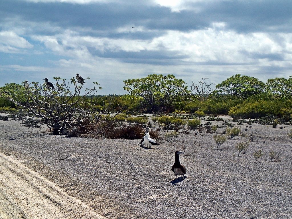 http://i567.photobucket.com/albums/ss117/livetoofish/Christmas%20Island%202013/101024x768_zps0ac82f0e.jpg