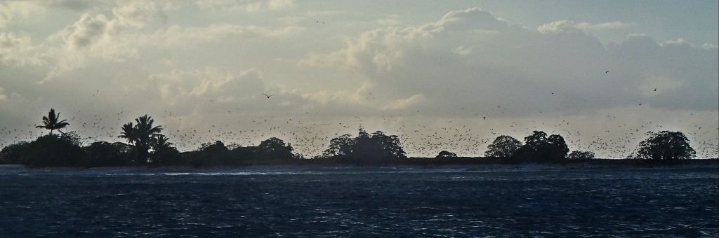 http://i567.photobucket.com/albums/ss117/livetoofish/Christmas%20Island%202013/181024x340_zps9d7946b2.jpg