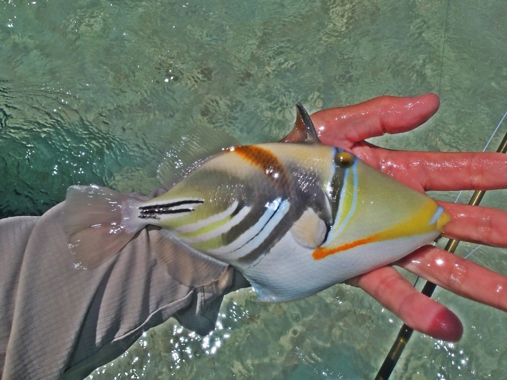 http://i567.photobucket.com/albums/ss117/livetoofish/Christmas%20Island%202013/191024x768_zpsd0272a1d.jpg