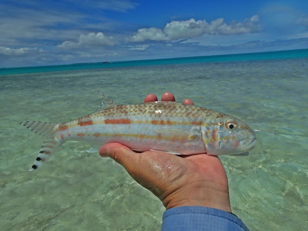 http://i567.photobucket.com/albums/ss117/livetoofish/Christmas%20Island%202013/21A1024x768_zpsd10bc93a.jpg
