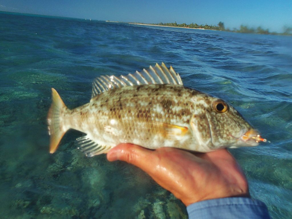 http://i567.photobucket.com/albums/ss117/livetoofish/Christmas%20Island%202013/261024x768_zps45c9e256.jpg