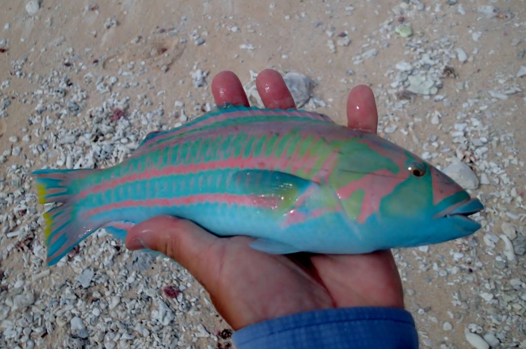 http://i567.photobucket.com/albums/ss117/livetoofish/Christmas%20Island%202013/351024x681_zps14c4937c.jpg