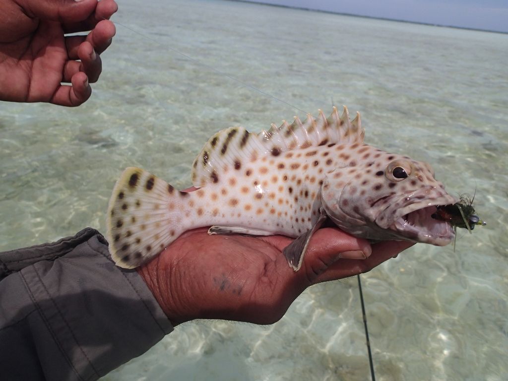 http://i567.photobucket.com/albums/ss117/livetoofish/Christmas%20Island%202013/61024x768_zpsdb9dd3da-1.jpg