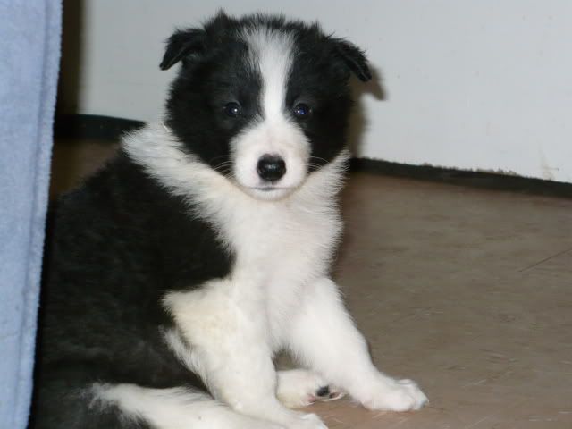 samoyed collie cross