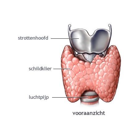 Image result for schildklier