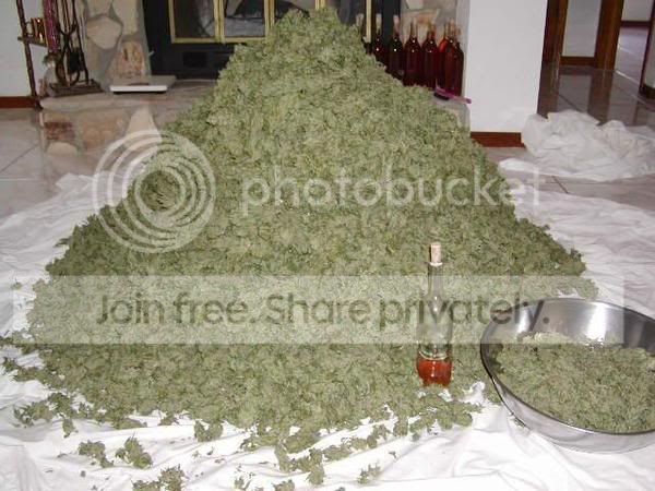 ganja.jpg